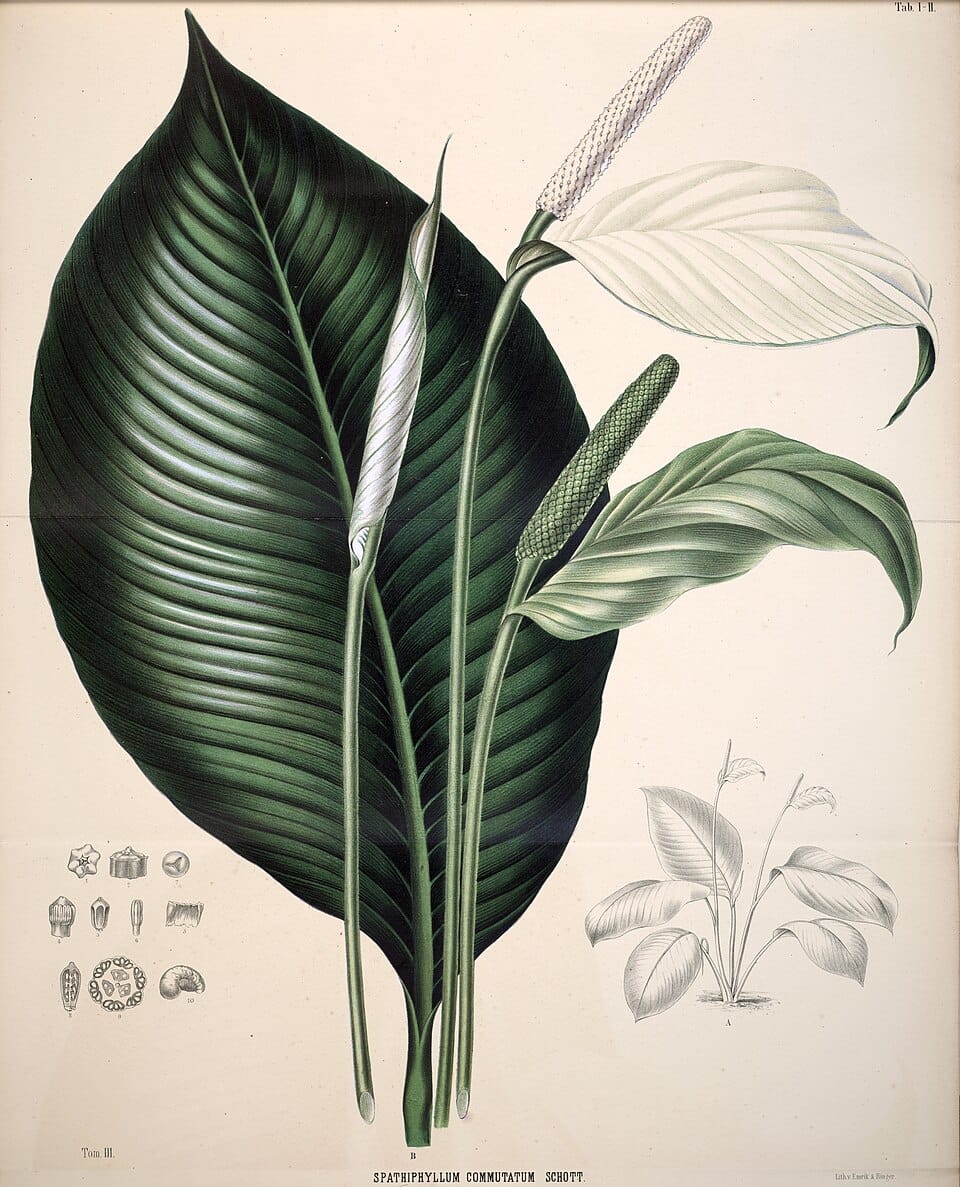 Spathiphyllum commutatum (Peace lily) — photo