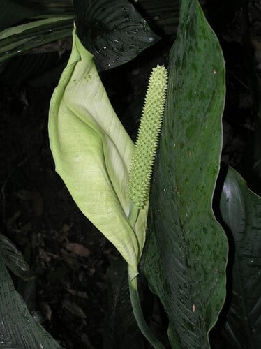 Spathiphyllum commutatum