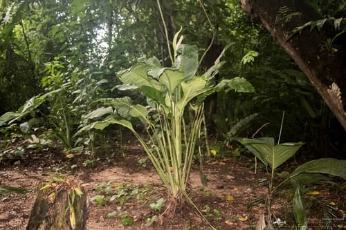 Spathiphyllum friedrichsthalii (Peace lily) — photo
