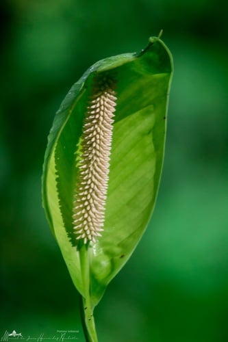 Spathiphyllum friedrichsthalii