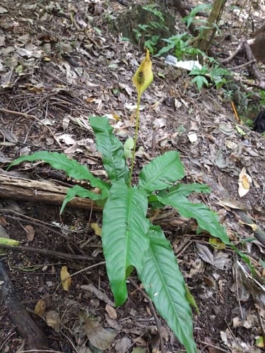 Spathiphyllum phryniifolium (Guisnay) — photo