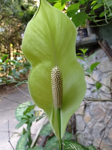 Spathiphyllum phryniifolium