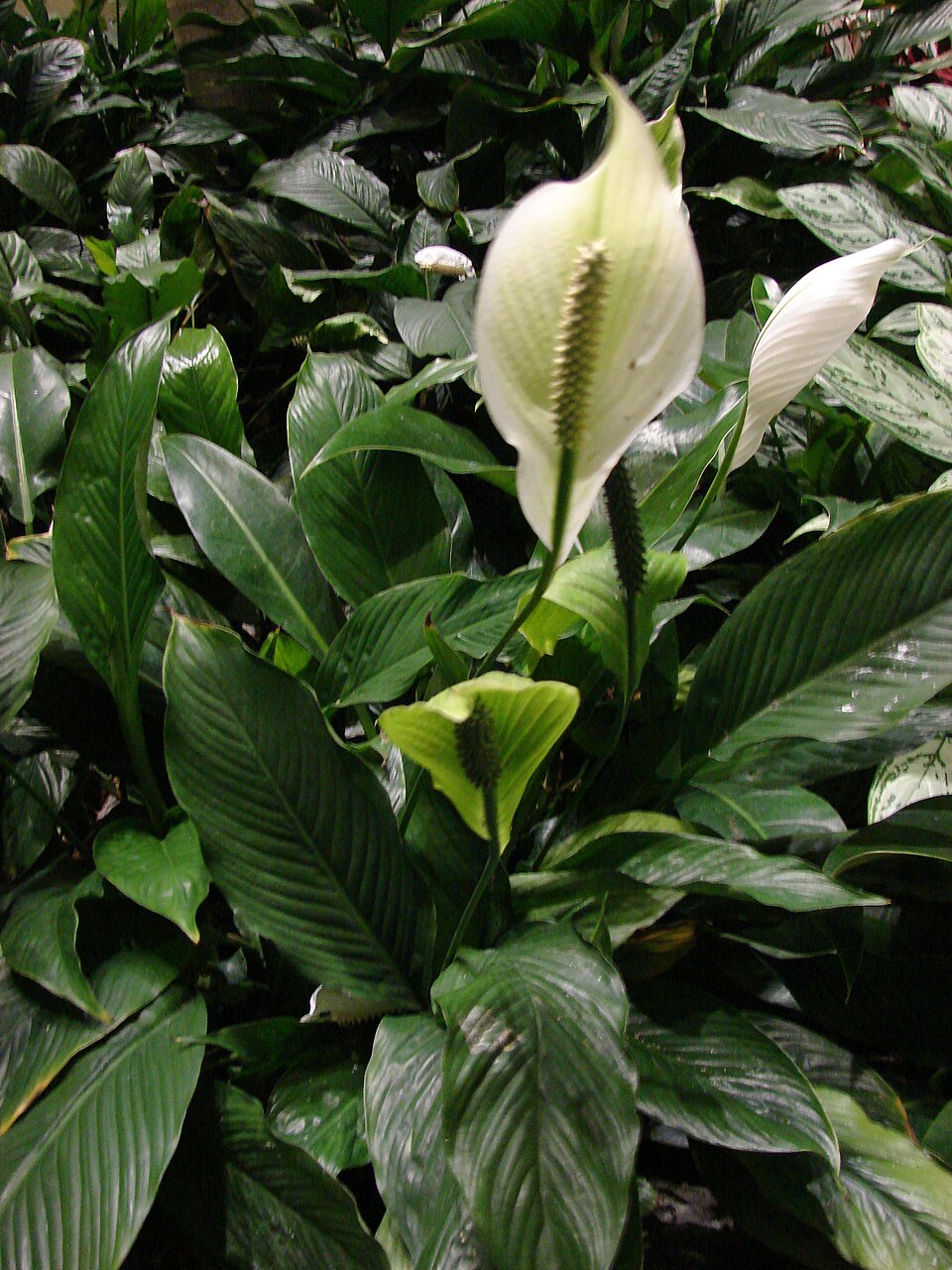 Spathiphyllum sp. — photo