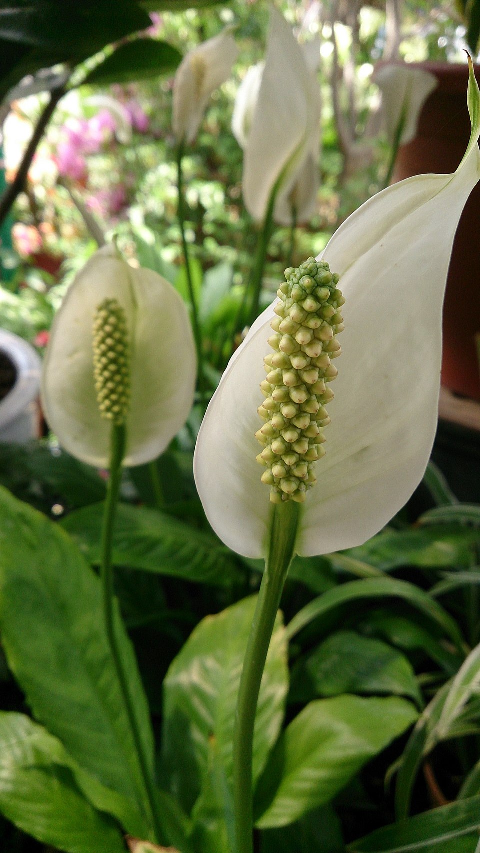 Spathiphyllum sp.