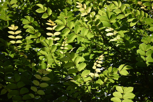 Spathodea campanulata (African Tulip Tree) — photo