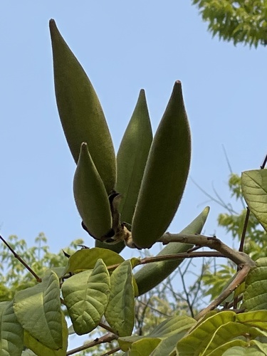 Spathodea campanulata (African Tulip Tree) — photo