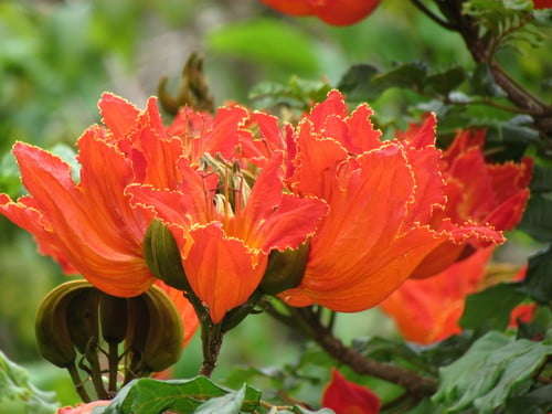 Spathodea campanulata