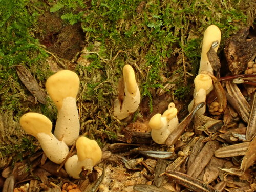 Spathularia flavida (Yellow earth tongue) — photo