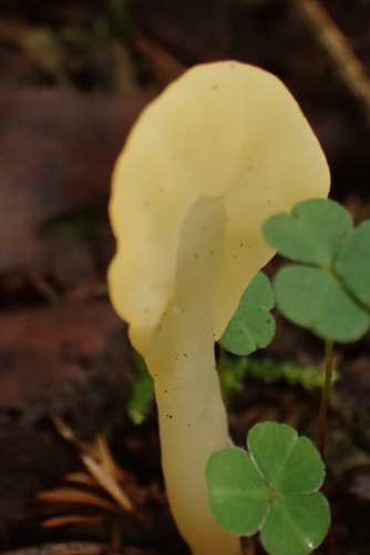 Spathularia flavida (Yellow earth tongue) — photo