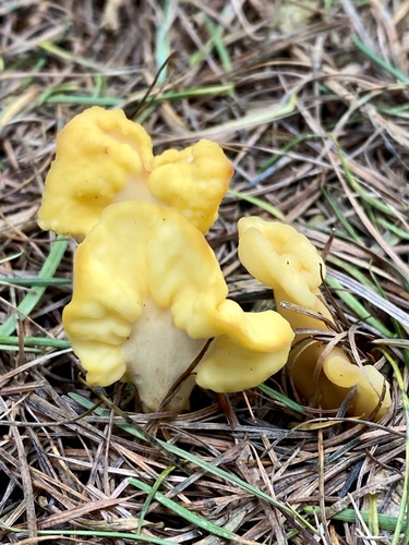 Geoglossaceae