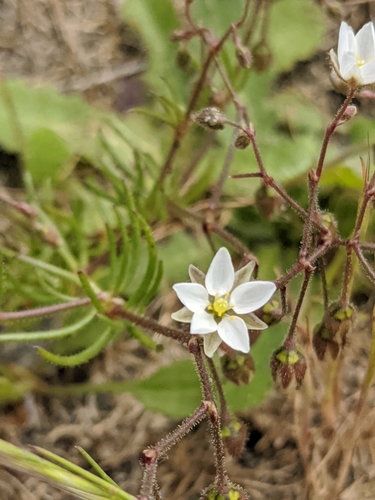 Spergula arvensis (Corn Spurrey) — photo