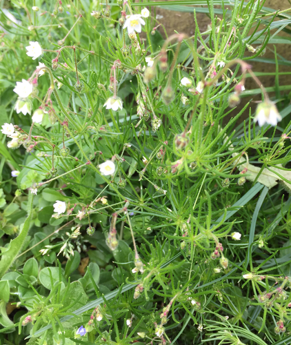 Spergula arvensis (Corn Spurrey) — photo