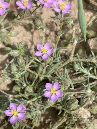 Spergularia rubra (Red Sand Spurrey) — photo