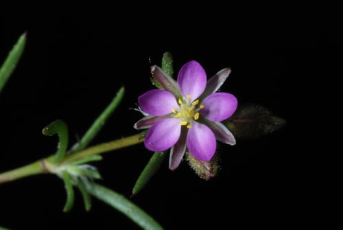 Spergularia rubra (Red Sand Spurrey) — photo