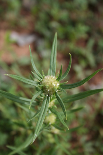 Spermacoce chaetocephala — photo