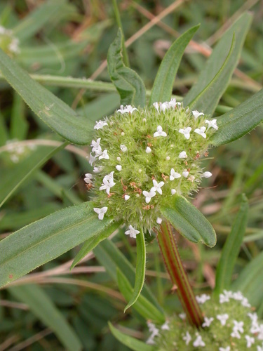 Spermacoce chaetocephala