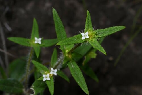 Spermacoce neohispida — photo
