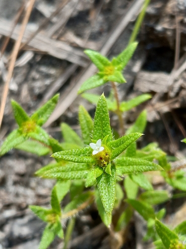 Spermacoce neohispida
