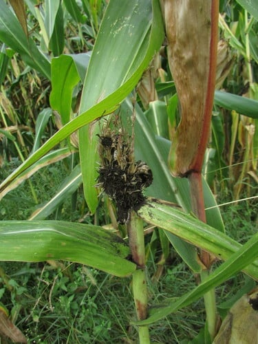 Sphacelotheca reiliana