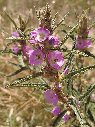 Sphaeralcea angustifolia (Narrow leaf globe mallow) — photo
