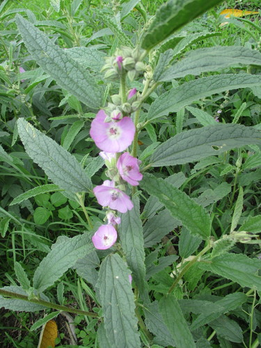 Sphaeralcea angustifolia (Narrow leaf globe mallow) — photo