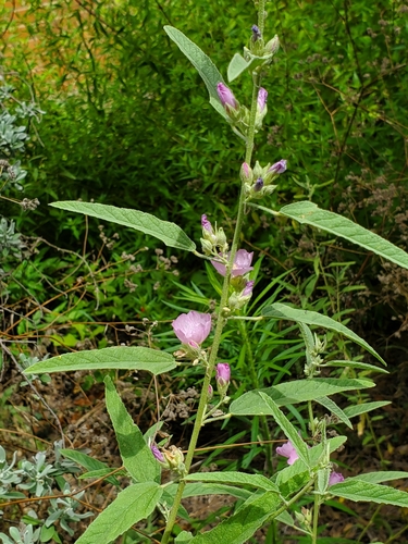 Sphaeralcea angustifolia