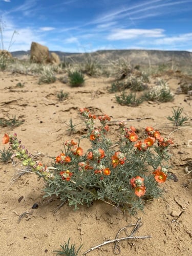 Sphaeralcea coccinea (Globemallow) — photo
