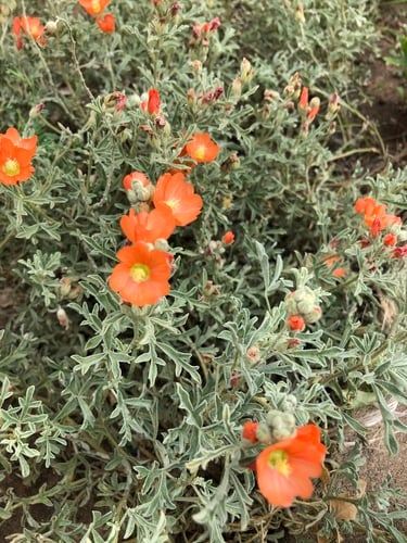 Sphaeralcea coccinea (Globemallow) — photo
