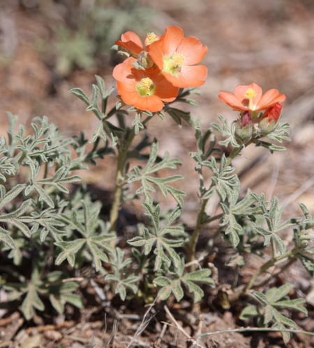 Sphaeralcea coccinea