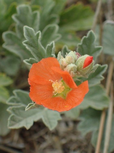 Sphaeralcea munroana (White-stemmed globe-mallow) — photo