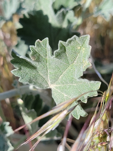 Sphaeralcea munroana (White-stemmed globe-mallow) — photo