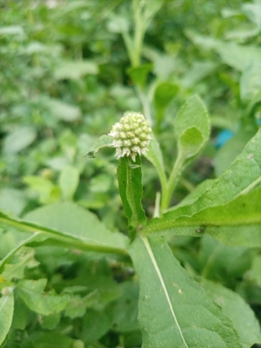 Sphaeranthus africanus (East Indian globe thistle) — photo