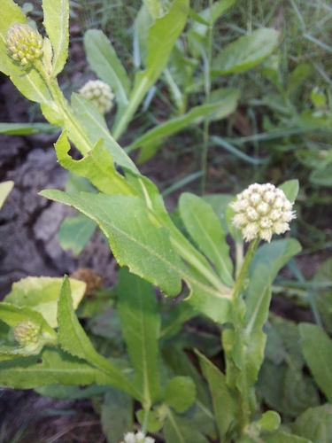 Sphaeranthus africanus (East Indian globe thistle) — photo