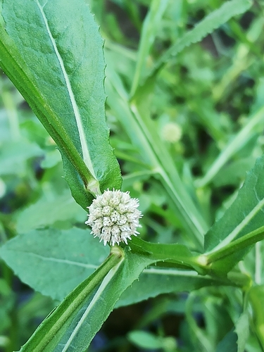 Sphaeranthus africanus