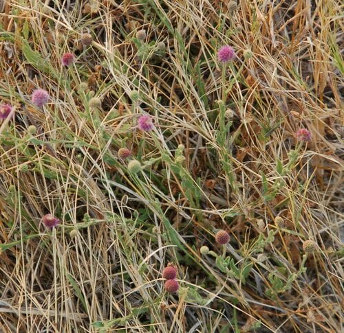 Sphaeranthus flexuosus — photo