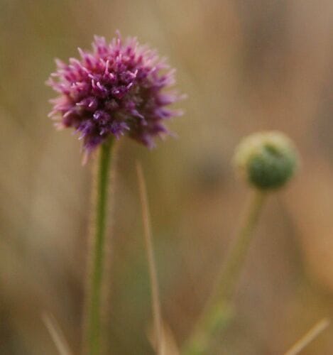 Sphaeranthus flexuosus — photo