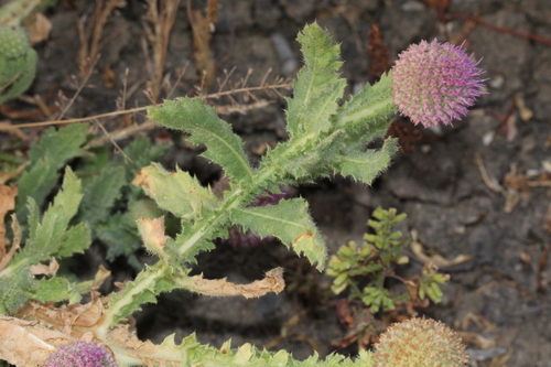 Sphaeranthus indicus (Indian globe flower) — photo