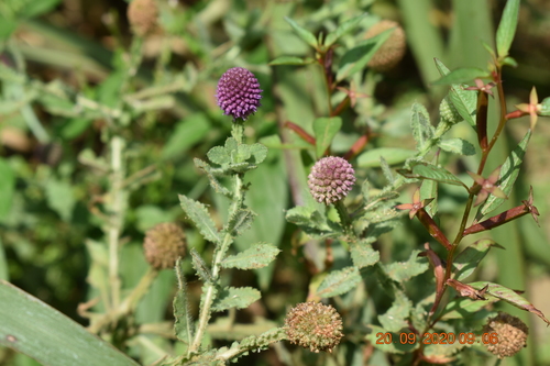 Sphaeranthus indicus (Indian globe flower) — photo