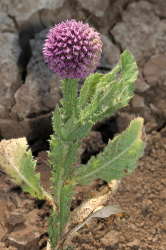 Sphaeranthus indicus