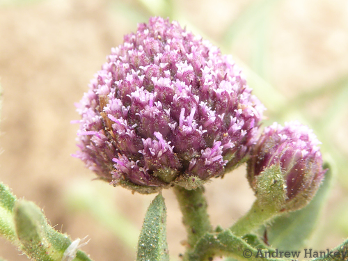 Sphaeranthus peduncularis — photo