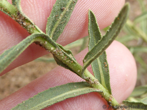 Sphaeranthus peduncularis — photo