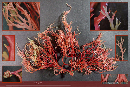 Sphaerococcus coronopifolius (Berry wart cress) — photo