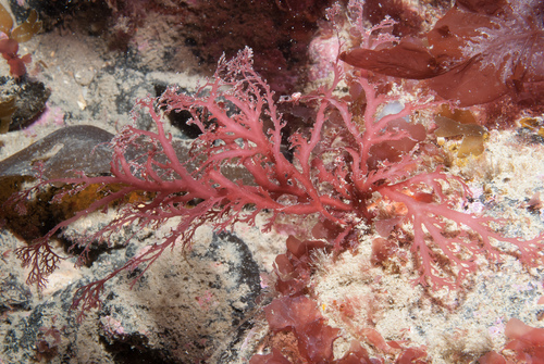 Sphaerococcaceae