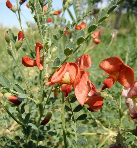 Sphaerophysa salsula (Winter Pea) — photo