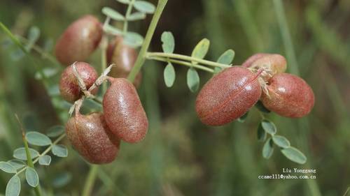 Sphaerophysa salsula (Winter Pea) — photo