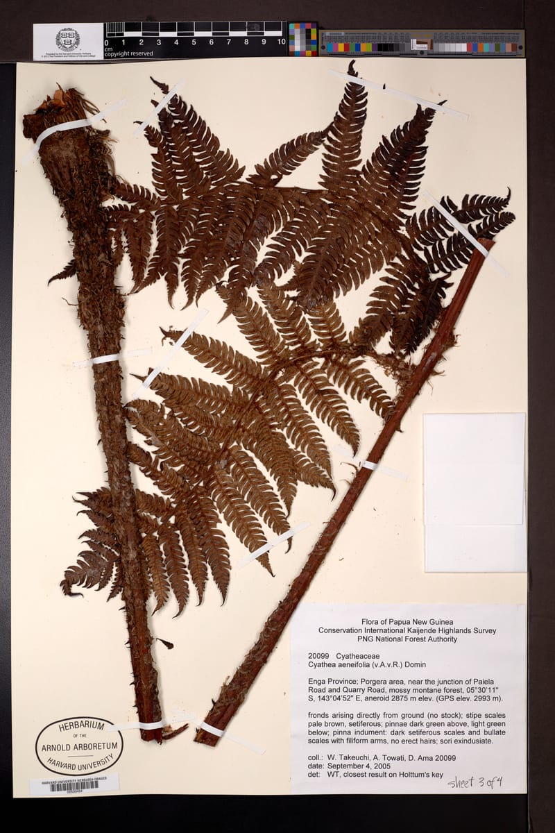 Sphaeropteris aeneifolia — photo