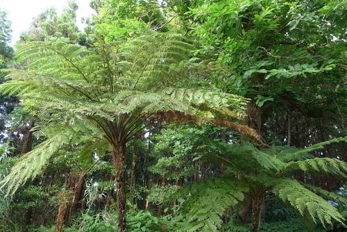 Sphaeropteris cooperi
