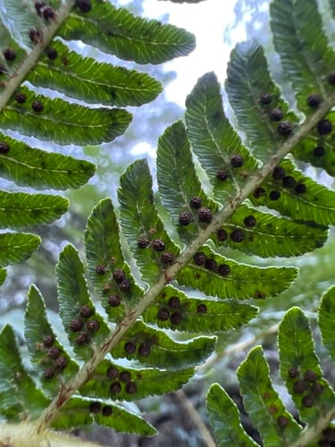 Sphaeropteris cooperi (Cicatrice tree-fern) — photo