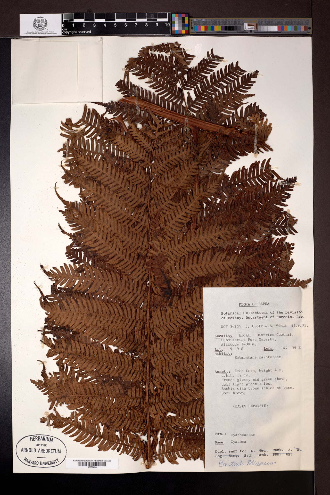 Sphaeropteris fugax — photo