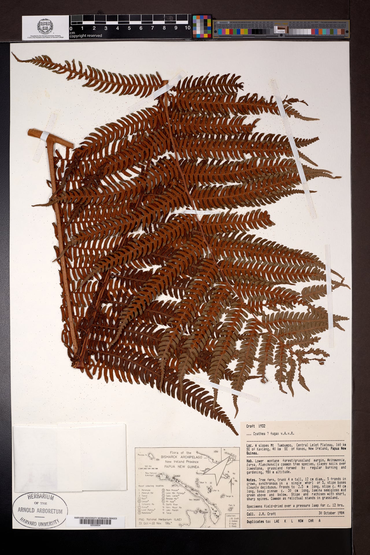 Sphaeropteris fugax